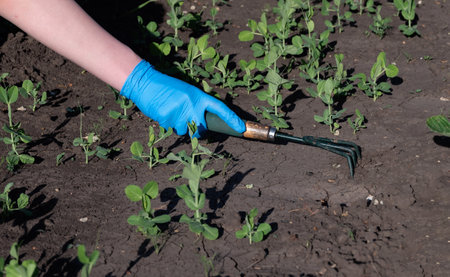 A gardener spuds strawberry beds with a rake.
