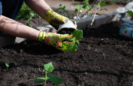 Female hands in gardening gloves hold cucumber seedlings before planting in the soil, space for textの写真素材