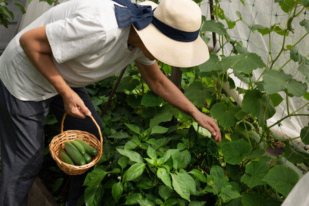 A farmer woman in a cotton apron tears cucumbers in a greenhouse into a wicker basket. The concept of harvesting. Summer and autumn on the farm are filled with organic themes. Close-up.の写真素材