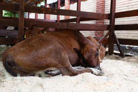 Healthy dairy cows are fed fodder standing in a row of stables in the barn of a livestock farm, and a worker adds fodder to the animals on a blurred background. The concept of farming business and aniの写真素材