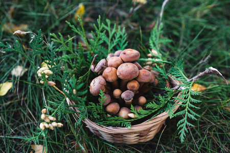 Basket with edible white mushrooms. Boletus edulis. Collect porcini in forestの写真素材