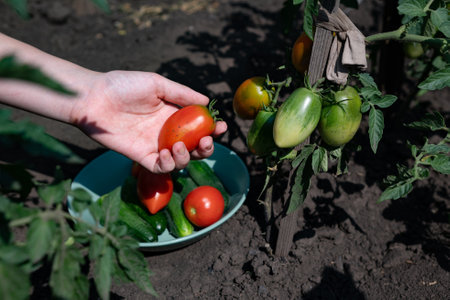 Harvesting red tomatoes in the garden