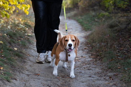 dog Beagle on a walk early in the morning at sunriseの写真素材