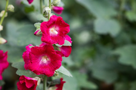 Flowering common hollyhock (Alcea rosea) plants with dark red flowers in summer gardenの写真素材