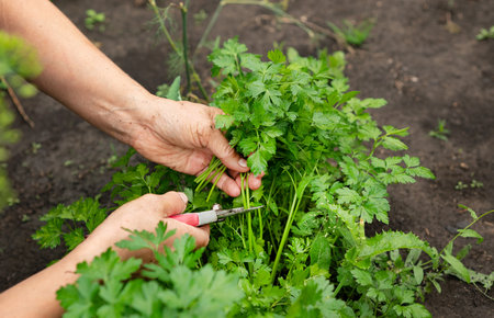 a woman collects parsley in the garden. home gardening and cultivation of greenery conceptの写真素材