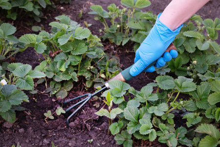 A gardener spuds strawberry beds with a rake.の写真素材
