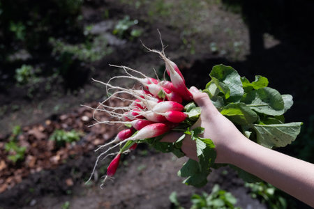 Purple and Red Radishes Freshly Picked From the Garden
