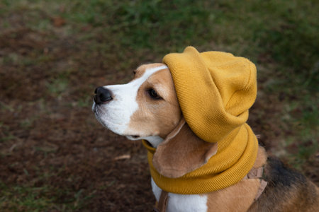 A beagle dog in a knitted yellow hat and scarf is lying on the sofa. Cozy warm home environment, preparation for cold weather. Autumn concept.の写真素材