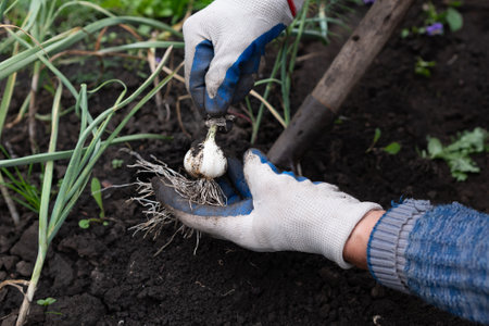 Female hands holding a wild ramp with roots on it in the woodsの写真素材