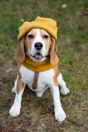 A beagle dog in a knitted yellow hat and scarf is lying on the sofa. Cozy warm home environment, preparation for cold weather.の写真素材
