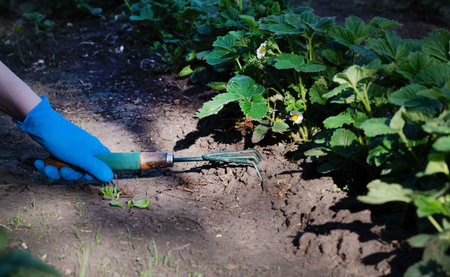 A gardener spuds strawberry beds with a rake.