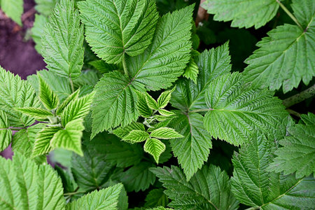 The first young raspberry leaves. Close-up of new leaves. Blurred background.