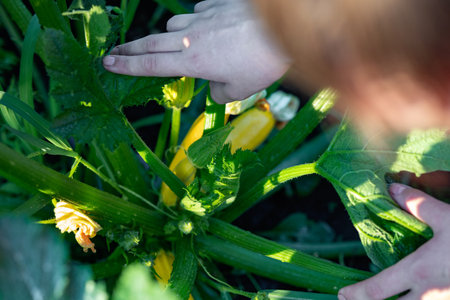 Squash plant with blossoms, yellow zucchini in the garden, organic vegetables.Courgette plant (Cucurbita pepo) with yellow fruits growing in the garden bed outdoorsの写真素材
