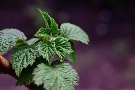 The first young raspberry leaves. Close-up of new leaves. Blurred background.の写真素材
