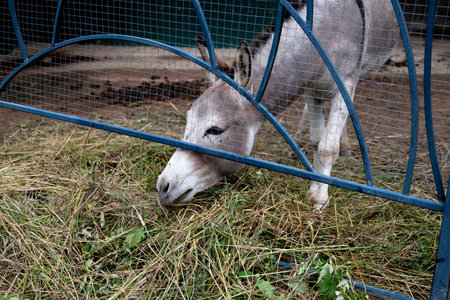 Girl interacting with a donkey through a fence at a petting zoo.の写真素材