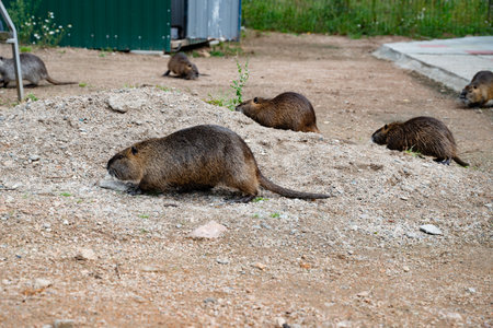 Group of nutria rodents gathered in an outdoor zoo enclosure, with a green metal fence in the...