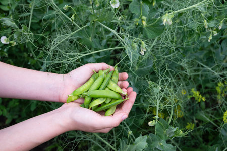 Hands hold a handful of vibrant green peas, freshly picked from lush garden plants surrounded by greenery, showing the joys of gardening and the bounty of late spring.の写真素材