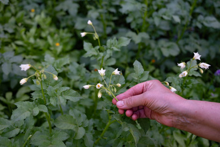 A hand reaches out to touch small white flowers growing among lush green plants in a tranquil outdoor environment, showing the beauty of nature.の写真素材