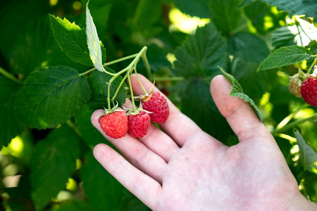 A hand reaches for ripe raspberries among vibrant green leaves in a garden. The sun illuminates the...
