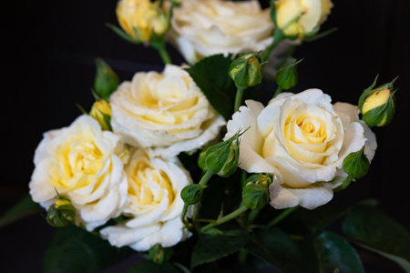 A delicate white and yellow rose opens to reveal its petals, surrounded by lush green leaves and budding flowers, capturing the beauty of nature in full bloom.の写真素材