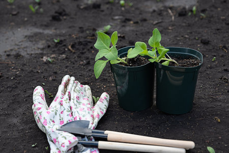 Young seedlings wait in pots besides gardening gloves and tools, ready for planting in the soft, dark soil of a spring garden.の写真素材