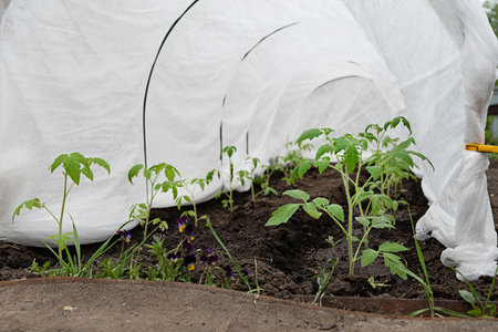 Young tomato plants grow in neat rows, covered with white protective fabric to shield them from the cold in a rural backyard on a spring day.の写真素材