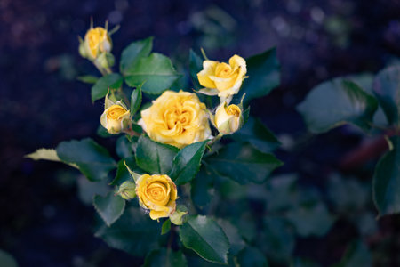 A cluster of yellow roses emerges from lush green foliage in a garden. The flowers exhibit soft petals, capturing the essence of spring and nature's beauty.の写真素材