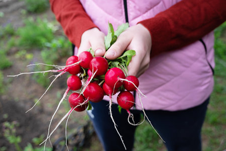 Bright red radishes with green leaves are held in hands, showing a successful garden harvest on a...