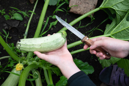 A hand carefully picks a ripe zucchini from a lush garden, surrounded by green leaves, showing the...