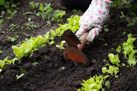 A person works in a garden, using a hand tool to tend to young lettuce plants in rich soil. The gloves protect hands while gardening in the warm spring sun.の写真素材