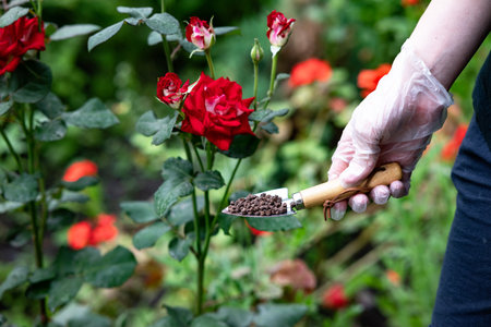 A small green shovel lays on dark soil, filled with seeds ready for planting. Surrounding the shovel are lush green cucumber vines, indicating a thriving garden.の写真素材