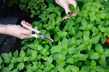 Growing medicinal plants in a garden filled with lush greenery and vibrant flowers. Collecting...