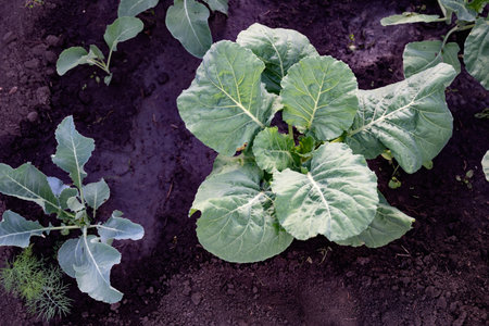 A gardener gently pulls a large, vibrant collard green plant from the rich soil, showing the healthy...