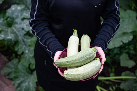 A hand carefully picks a ripe zucchini from a lush garden, surrounded by green leaves, showing the bounty of summer gardening at harvest time.の写真素材