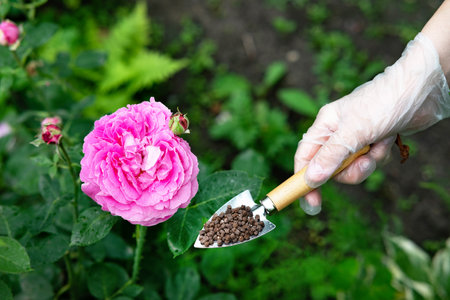 In a vibrant backyard during late spring, a small green shovel rests on dark soil, filled with seeds ready for planting. Surrounding the shovel are lush cucumber vines, showing the flourishing life of the garden. This scene captures the essence of nurturing nature and the joy of gardening.の写真素材