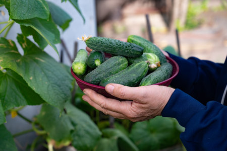 A gardener proudly holds a bowl filled with freshly picked cucumbers while surrounded by lush green plants in a home garden during the summer season.の写真素材