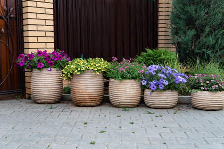 Brightly colored flower pots filled with purple and yellow blooms enhance the entrance of a home, blending natural beauty with modern architecture on a sunny day.の写真素材