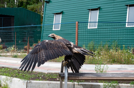 A majestic eagle perched on a metal frame in an outdoor enclosure with green foliage in the...