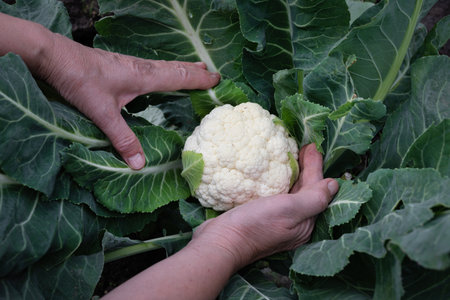 Hands are gently cradling a mature cauliflower nestled among large green leaves in a home garden under warm afternoon sunlight.の写真素材
