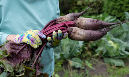 A gardener harvests beets while wearing colorful gloves, showcasing the rich soil and green foliage surrounding them on a sunny morning in summer.の写真素材