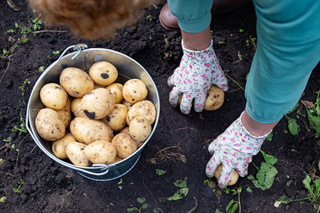 Freshly harvested potatoes rest in a black crate beside a gardening shovel and gloves on rich, dark soil, indicating a successful day of farming activities in the garden.の写真素材
