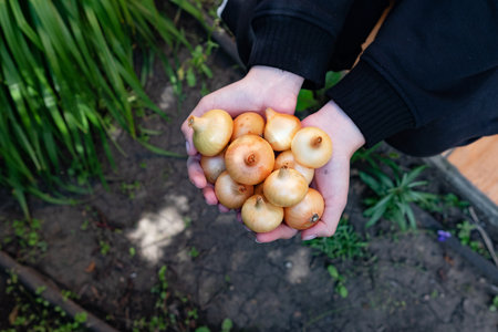 Hands are gently cradling a collection of small, round onions against a backdrop of lush green foliage in bright daylight, showing the harvest's natural beauty.の写真素材