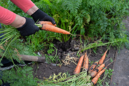 A person holds a bunch of freshly harvested carrots, showing their vibrant orange color against a backdrop of green foliage in a garden setting.の写真素材