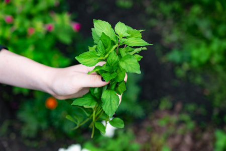 A hand grips a bunch of freshly picked mint leaves in a lush garden filled with colorful flowers and vibrant greenery under natural light, reflecting a serene outdoor atmosphere.の写真素材