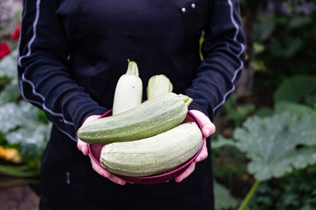A gardener holds a bowl of freshly picked zucchinis, showing the vibrant greenery of the surrounding garden. The setting conveys a fruitful harvest time.の写真素材