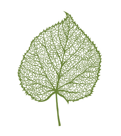 Vector linden leaf, isolated on white backgroundのイラスト素材
