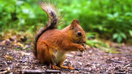 red squirrel sitting on the ground and eating nuts
