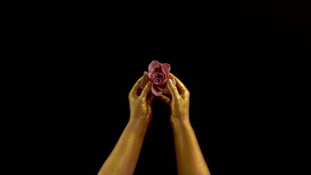 Hands on gold paint disassemble rose flower. Woman gold hands tear rose flowerの写真素材
