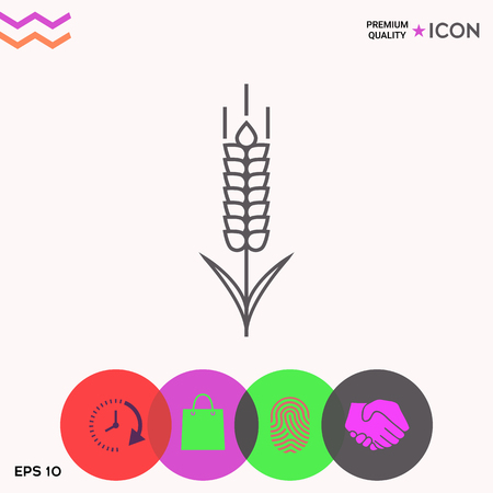 Wheat or rye spikelet iconの写真素材