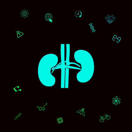 Human organs. Kidney silhouette iconのイラスト素材